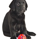 Labradors and Little Golfers… (and 10 minutes)
